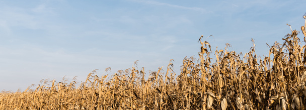 panoramatický záběr kukuřičného pole se suchými listy proti modré obloze  - Fotografie, Obrázek