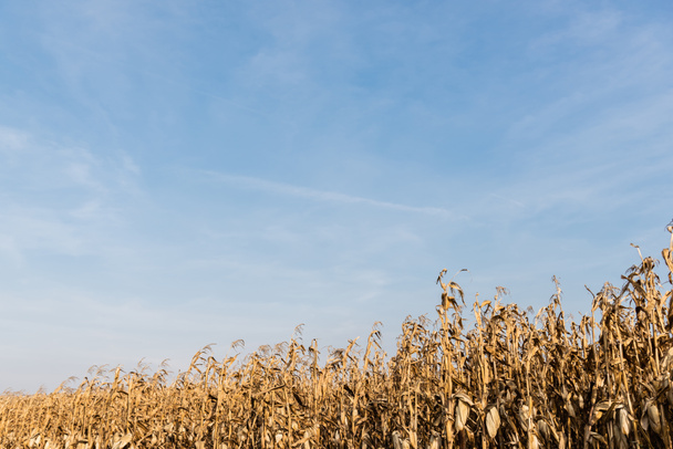 champ de maïs avec feuilles sèches contre ciel bleu  - Photo, image