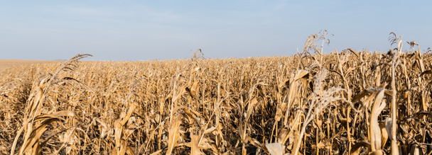 panoramic crop of corn field with with dry leaves against blue sky  - Photo, Image