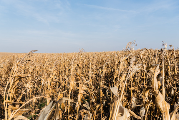 dry leaves in corn field against blue sky  - Photo, Image