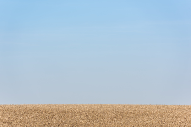 gouden rogge veld tegen blauwe en heldere lucht - Foto, afbeelding
