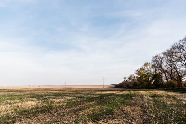 césped cubierto de hierba, campo y árboles cerca de la línea eléctrica contra el cielo azul
  - Foto, Imagen