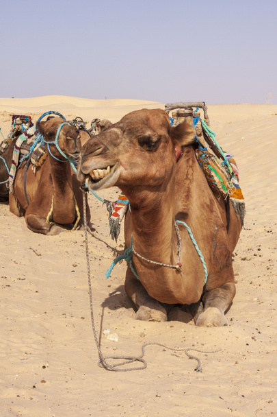 Camelos descansando no deserto na areia na Tunísia
. - Foto, Imagem