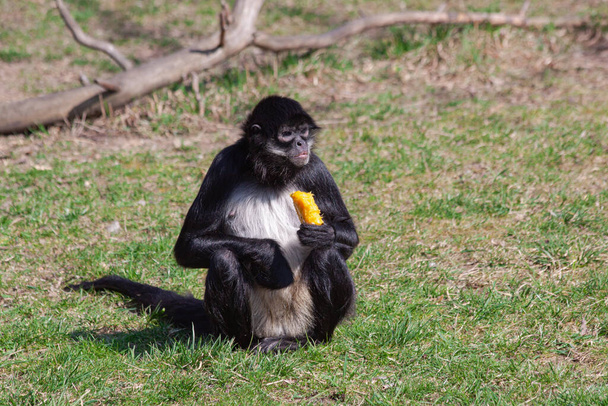 Дикая черно-белая обезьяна колобус в траве в парке
 - Фото, изображение