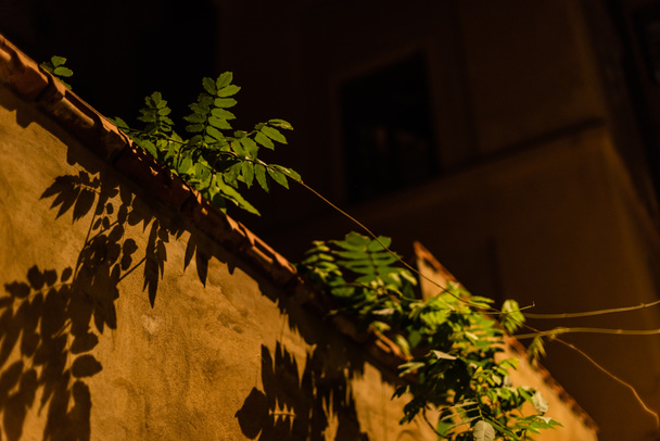 χαμηλή γωνία άποψη του πράσινου και φρέσκα φύλλα κοντά στον τοίχο ενάντια στον νυχτερινό ουρανό  - Φωτογραφία, εικόνα