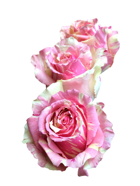 Pink roses flowers isolated on white background - Photo, Image