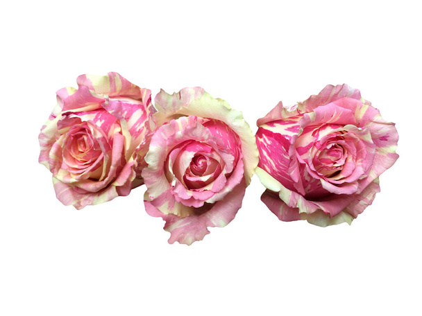 Pink roses flowers isolated on white background - Foto, Imagem