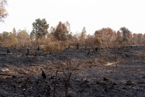 Pictures after a forest fire in Thailand - Photo, Image