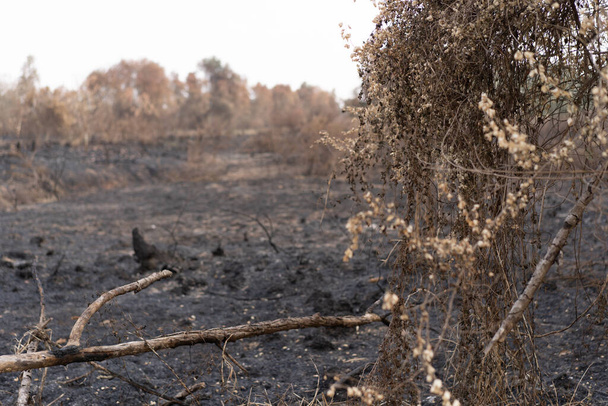 Thaiföldön megégett erdő. - Fotó, kép