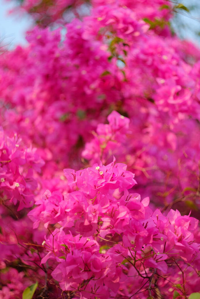 Magenta bougainvillea flowers. Blurred magenta bougainvillea as a background. - Foto, imagen