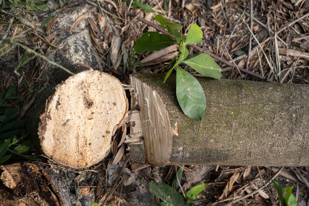 tocos de árvore cortada
 - Foto, Imagem