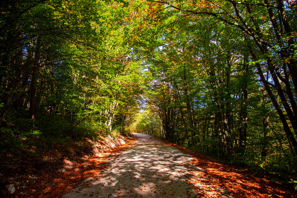 path in the forest - Zdjęcie, obraz