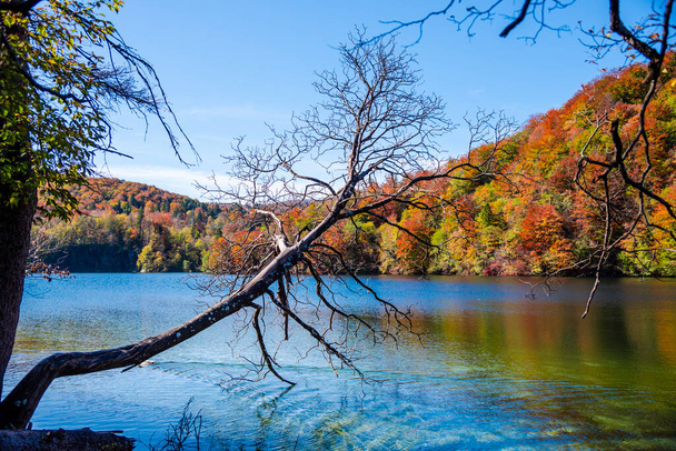 beautiful autumn landscape with lake and trees - Foto, Bild