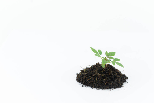 Uma pequena árvore que está pronta para crescer em uma pilha de solo em um terreno branco
. - Foto, Imagem