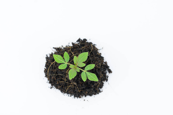 Codifique uma pequena árvore que está pronta para crescer em uma pilha de solo em um terreno branco
. - Foto, Imagem
