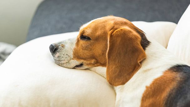 Bígl pes unavený spí na útulné pohovce v poloze zadečku. Motiv pozadí psa - Fotografie, Obrázek