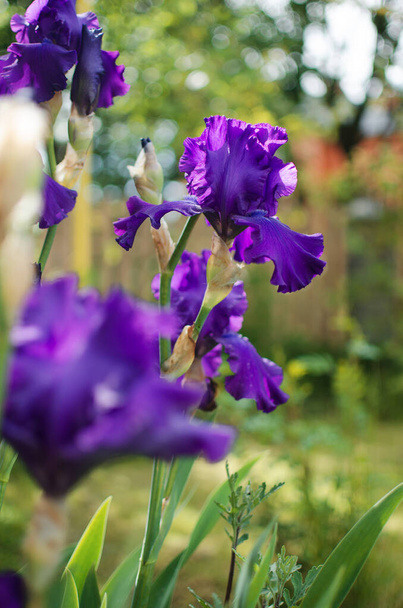 Irises ovat ihania kukkia koristella pihalla lähellä huvimaja tai puutarhassa keväällä ulkona - Valokuva, kuva