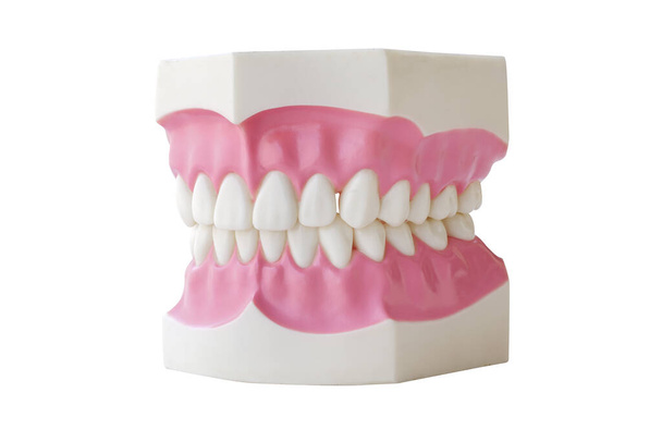 Dentures Dental Teeth Model Clear Gum  For Medical Science - Photo, Image