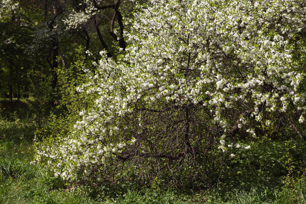 Beautiful blossomed trees in the spring garden - Photo, Image