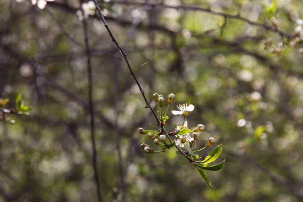 Beautiful blossomed trees in the spring garden - Φωτογραφία, εικόνα