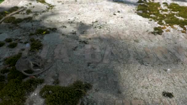 Dead mouse on a gravestone - Footage, Video