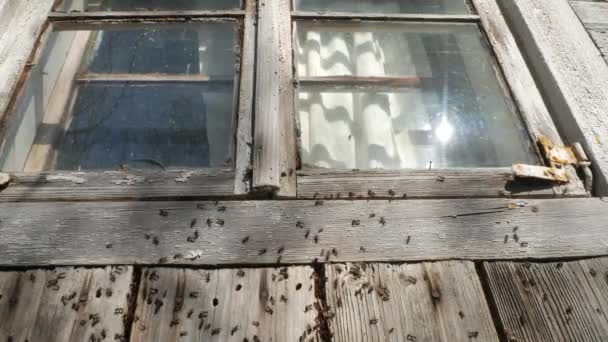 Anthill under the window of an abandoned rustic house - Footage, Video