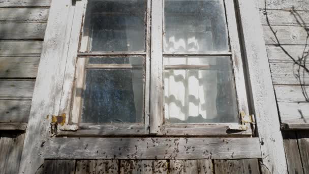 Terk edilmiş bir kır evinin penceresinin altındaki Anthill. - Video, Çekim