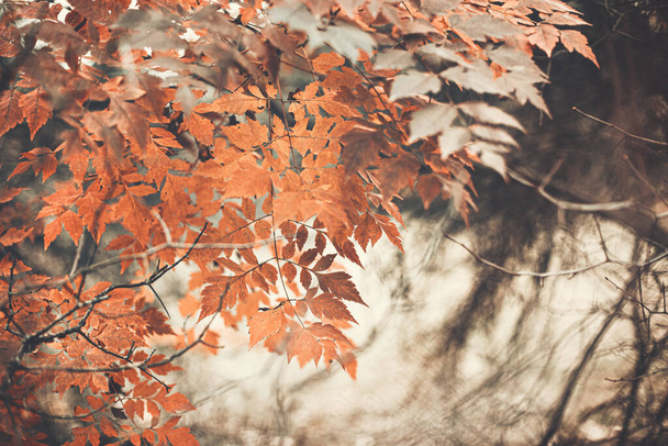 Beautiful autumn scene with orange leaves and blurred brown branches, great design for social media, seasonal quotes. Vintage fall wallpaper. Natural garden landscape background.  - Photo, Image