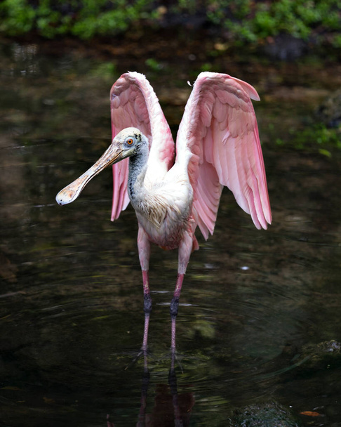 Roseate Spoonbill bird close up in the water with its wings spread and displaying its body, wings, bill, eye, environment and habitat  with a blur background. - Photo, Image