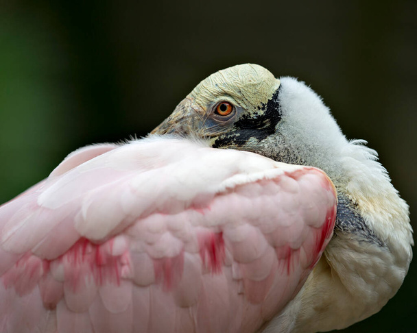 Roseate Spoonbill bird with a close up view displaying its head, eye and plumage with a nice bokeh background in its environment and surrounding. - 写真・画像