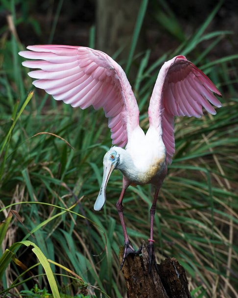 Roseate Spoonbill ptak siedzący z rozpostartymi skrzydłami z tłem liści jego otoczenia i okolic. - Zdjęcie, obraz