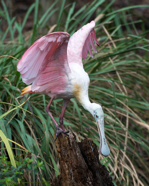 Roseate Spoonbill bird with spread wings with foliage and enjoying its environment and surrounding
. - Фото, изображение