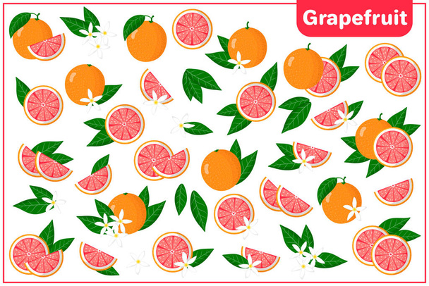 Set of vector cartoon illustrations with whole, half, cut slice Grapefruit exotic fruits, flowers and leaves isolated on white background - Vector, Image