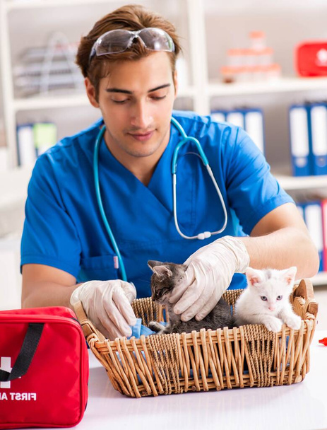 Állatorvos kiscicákat vizsgál az állatkórházban - Fotó, kép
