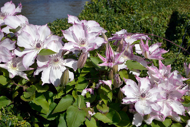 Крупним планом рожеві клематиси квіти
 - Фото, зображення