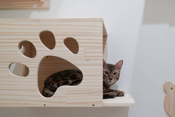 Bengale chat refroidissant dans une boîte en bois suspendue au mur
 - Photo, image