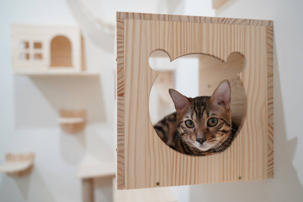Gatto del Bengala seduto nella parete pendente scatola di legno per l'attività di arrampicata
 - Foto, immagini