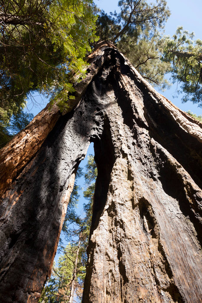 Forest of Sequoias tree in Big Tree national Park - Photo, Image