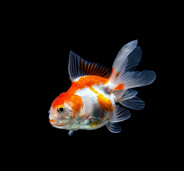 goldfish isolado em um fundo preto escuro - Foto, Imagem