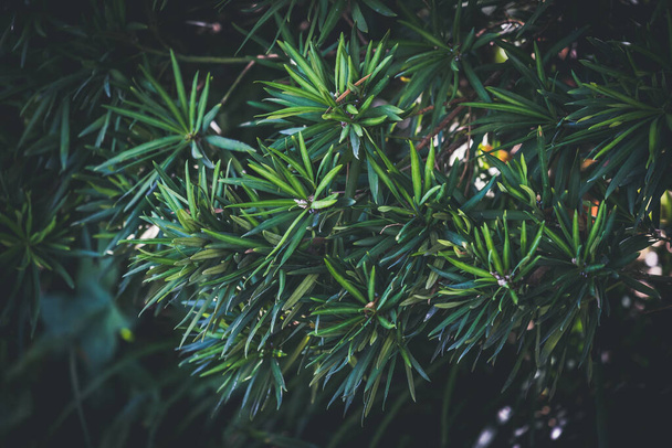 Зеленоватый фон вечнозеленого кустарника с тонкими листьями
 - Фото, изображение