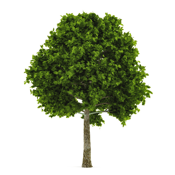 Tree isolated - Zdjęcie, obraz