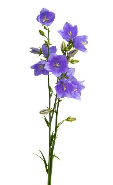 Beyaz arkaplanda mavi çan çiçekleri - Fotoğraf, Görsel