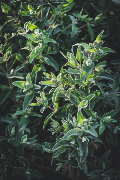 Evergreen leaves of Cistus albidus, also known as Rock Rose - Foto, imagen