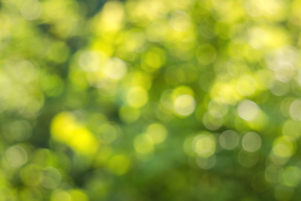Πράσινο φύλλωμα και αντηλιακή λάμψη. Θολή φόντο με μοτίβο bokeh - Φωτογραφία, εικόνα