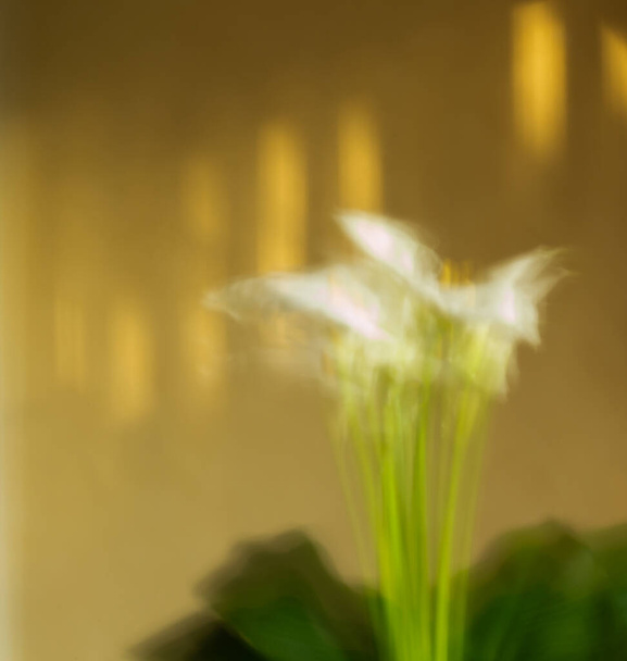 bouquet de flores de calla con hojas - Foto, imagen