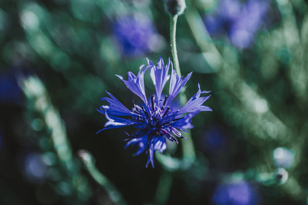Close-up de um belo azul Cornflowers na luz do sol de verão. Flores de milho no campo
. - Foto, Imagem