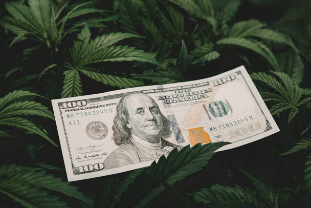 Belasting op dispenser. Geld en cannabis. Potfinanciering. Inkomsten in de marihuana industrie en de medische sector. - Foto, afbeelding