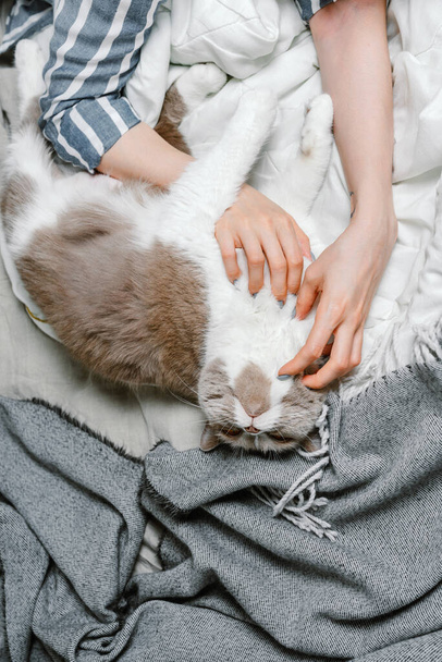 British breed cat being pet by a woman on a bed, selective focus - Φωτογραφία, εικόνα