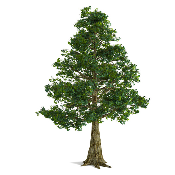 дерево ізольовані
 - Фото, зображення