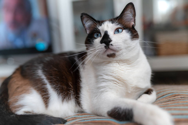 Czarno-biały kot z niebieskimi oczami leżący na dywanie, patrzy w górę - Zdjęcie, obraz